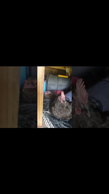 Chicky Chicks #chickens