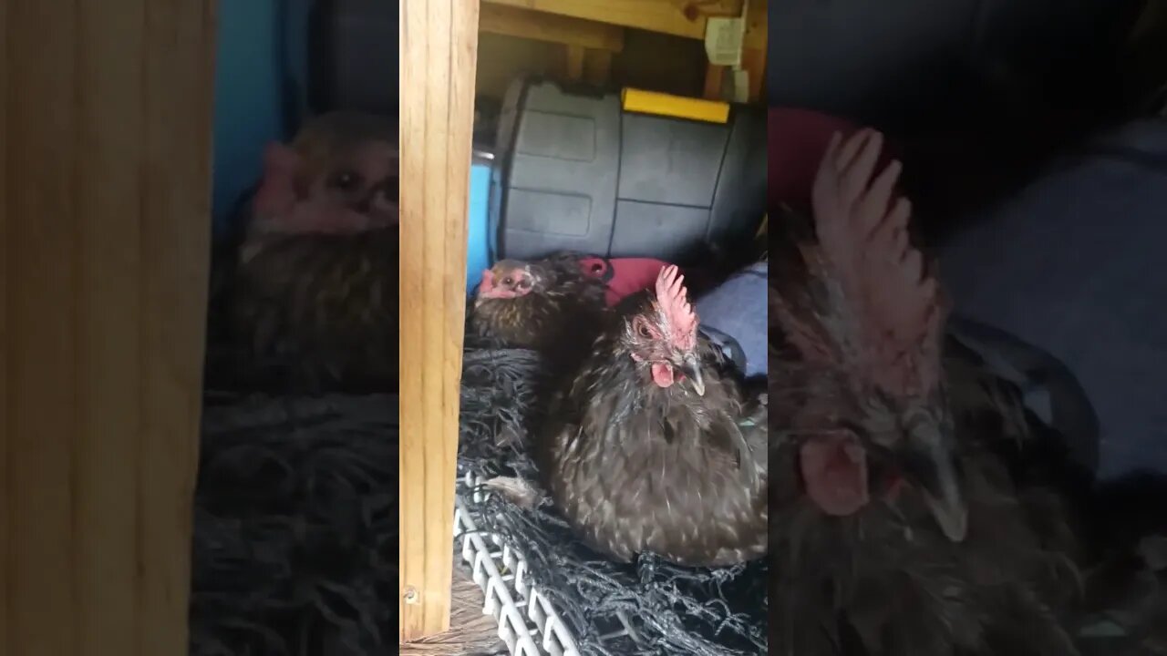 Chicky Chicks #chickens