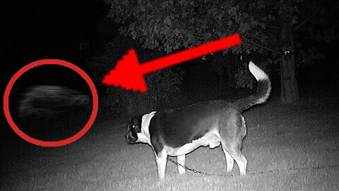 Canine ESP Unleashed: 5 Dogs with a Sixth Sense and Unexplained Phenomena