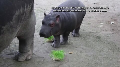 Mexican zoo celebrates birth of baby hippo