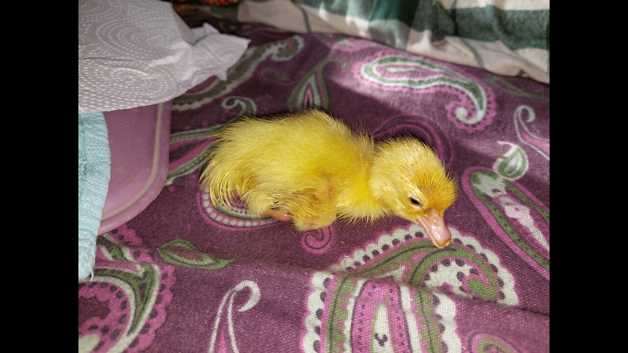 Muscovy Duckling come out of the egg