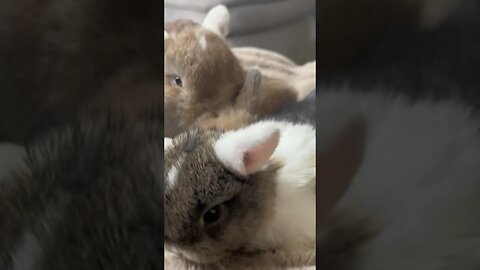Bunnies!!!!! 6 Little Bunnies