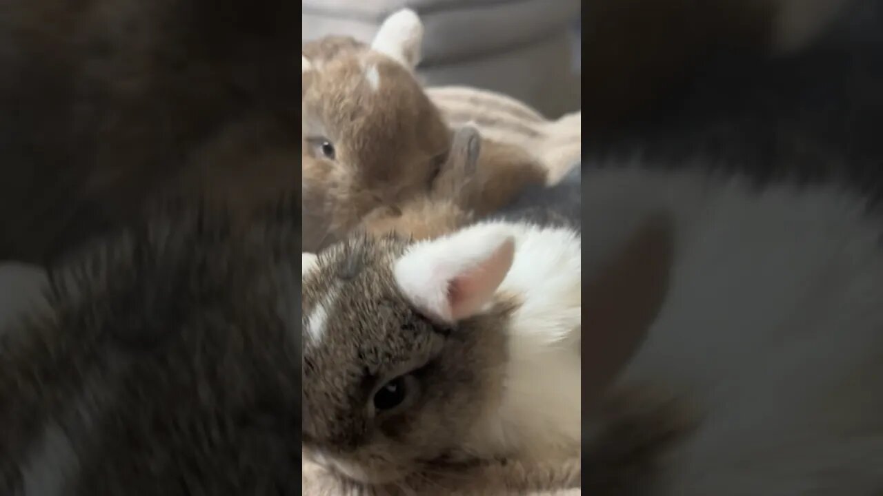 Bunnies!!!!! 6 Little Bunnies