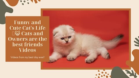 Funny and Cute Cat's Life 👯😺 Cats and Owners are the best friends Videos