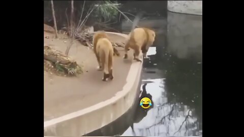Funny ignorant lion falls into the water