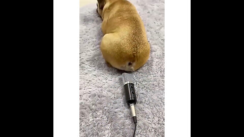 Funny Animals