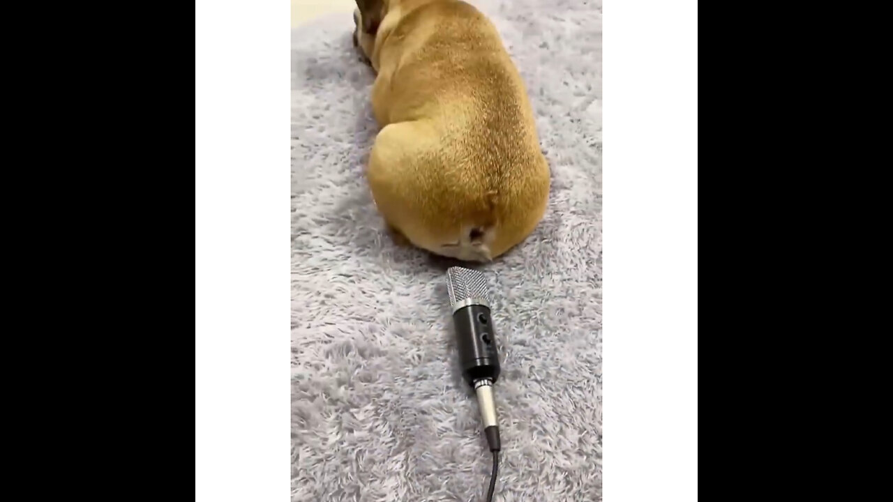 Funny Animals