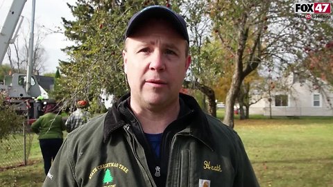 How does the State of Michigan find it's Annual Christmas Tree?
