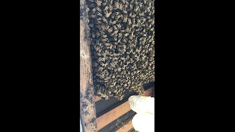 Bees in the soffit