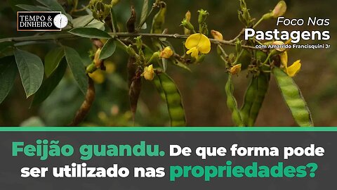 Feijão guandu. De que forma pode ser utilizado nas propriedades? Saiba como com Foco nas Pastagens