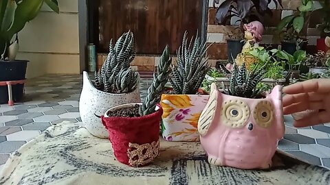 hardy succulents for beginners/hardy succulents for Indian climate /permanent