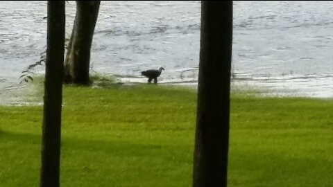 Bald Eagle Taking A Drink In The White River