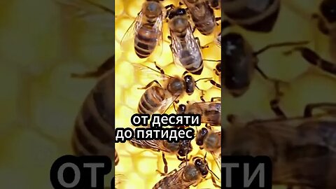 #пчелы #пчёлы #факт #shorts #shortvideo