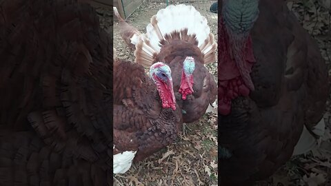 Happy Thanksgiving from Lenny and Lenny, As Well!