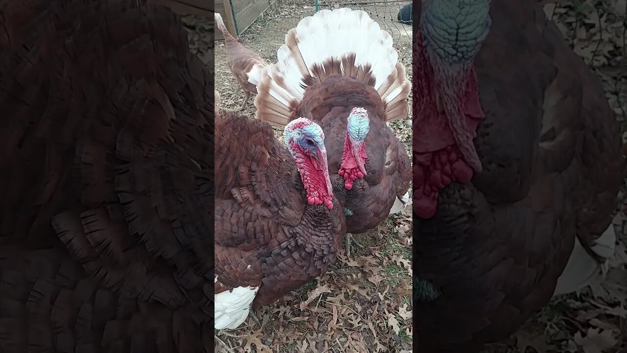 Happy Thanksgiving from Lenny and Lenny, As Well!