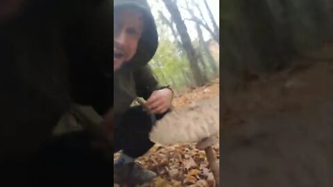 The BIGGEST MUSHROOM I've ever found 🍄🍄🍄😋