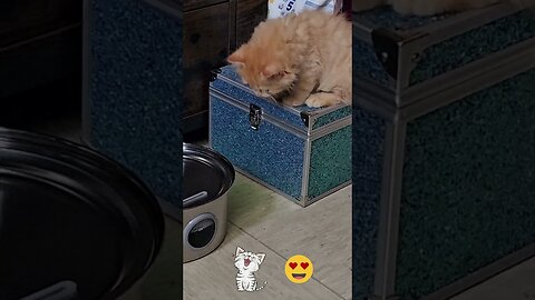 The cutest cat eyes ever!