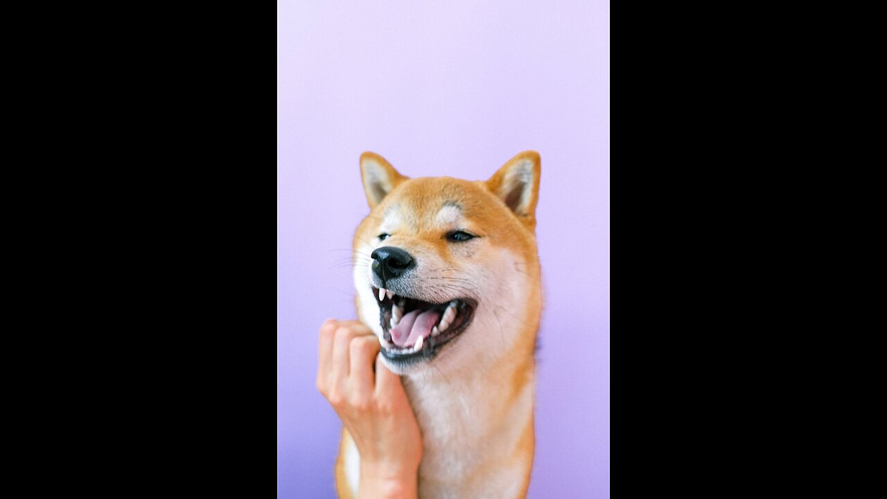 Deep Separation Anxiety Music for Dog Relaxation! Soothe Your Dog