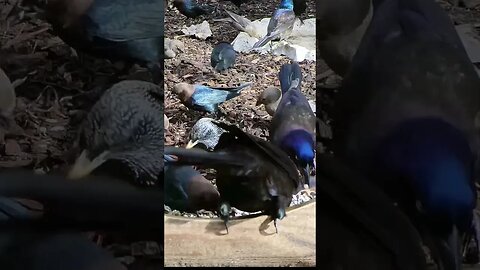 When Breakfast is Delivered Late #birds #funnyanimals #shorts