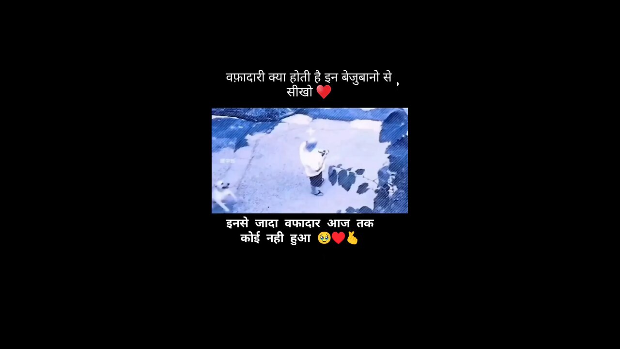 🙏🙏smart animals dogs 🥰🥰