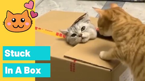 Funny Cat Stuck In A Box
