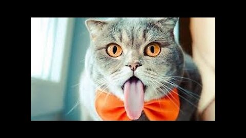 Funny Cats Compilation - A Funny Cats Compilation