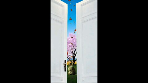 cute cat video 😍 quotes