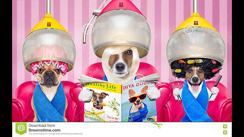 Dogs very funny comedy video