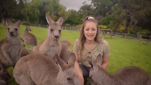 Learn all about Kangaroos and Wallabies-10