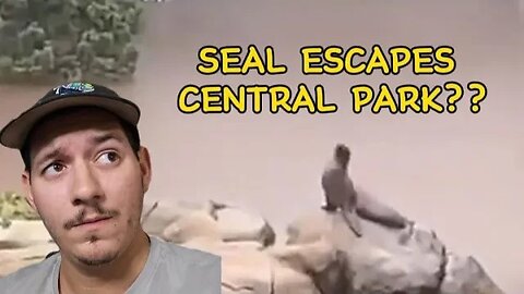 Sea lion ESCAPES Central Park Zoo enclosure during New York Flood