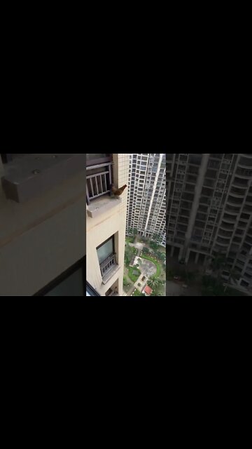 GALLINA VOLANTE! Incredibile!