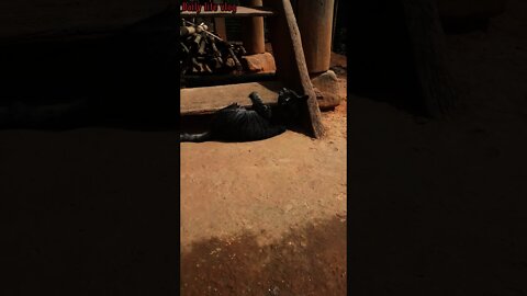 sunbathing cat