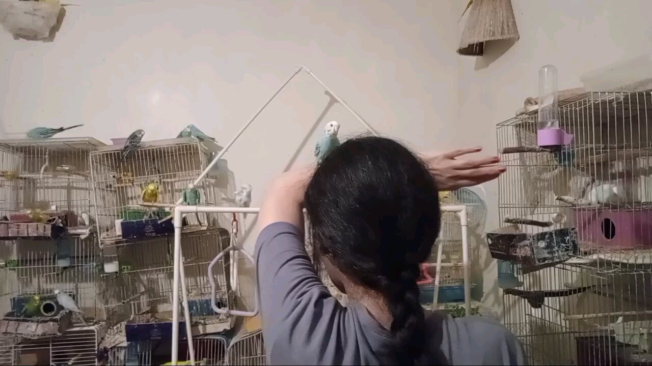 Female Budgie on My Mom's Head
