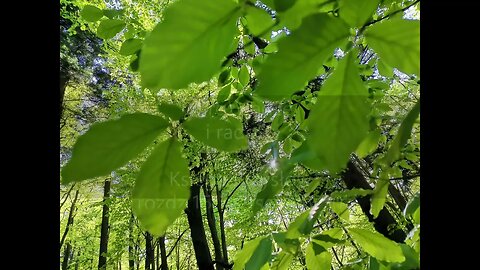 O rozwadze i radości Księga Przysłów , rozdz.15, wersety 28-30
