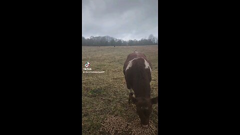 Happy cows and calves.