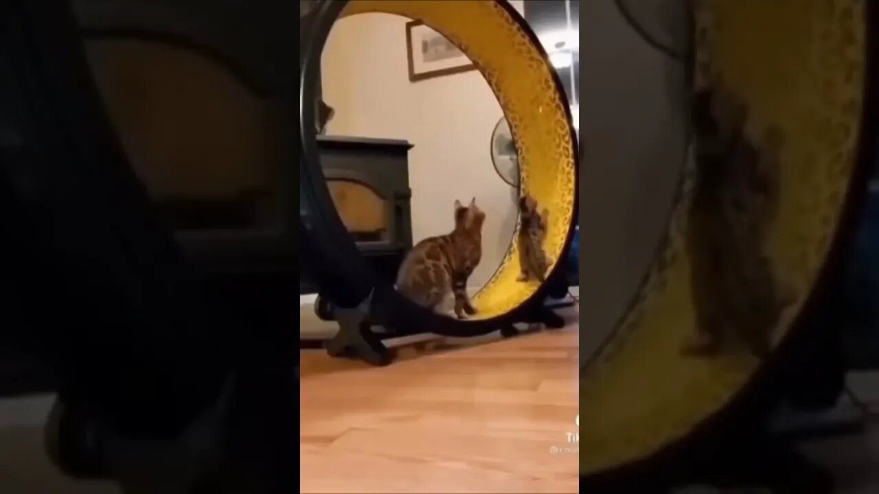 So Cute Cat Funny Video