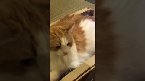 Shy kitty, wait until the end!