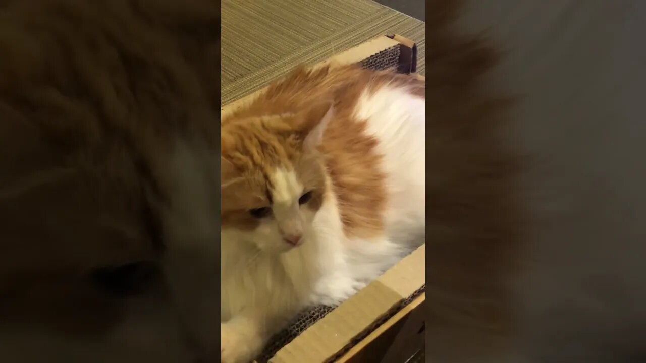Shy kitty, wait until the end!
