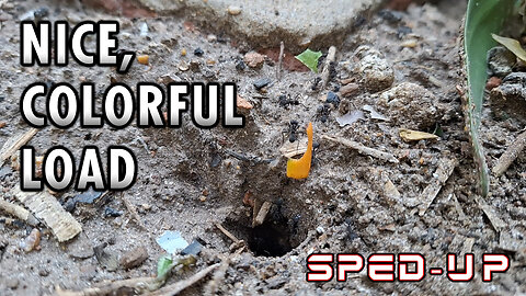ASMR | Ants | Taking colorful leaves to home - Sped up