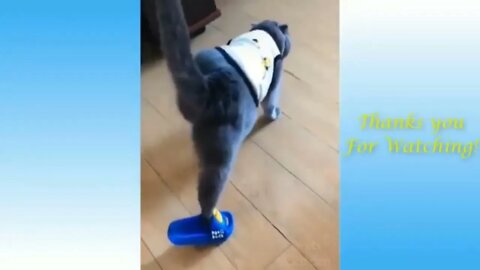 🐈 🐈Funny and cute cat walking in sleeper 🐈🐈