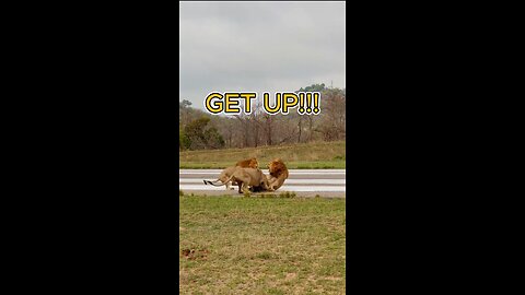 Lions give lazy dad a warning