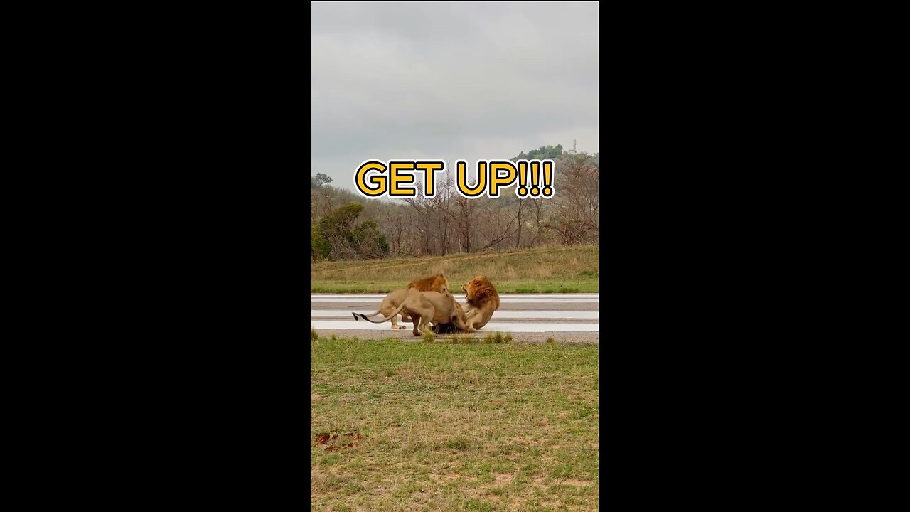 Lions give lazy dad a warning