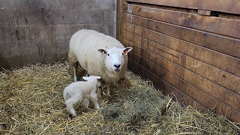 Lamb Looking for Lunch