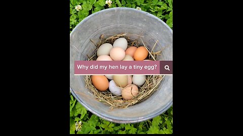 Chicken Pullet Egg Explained