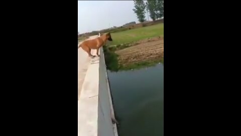 hero dog