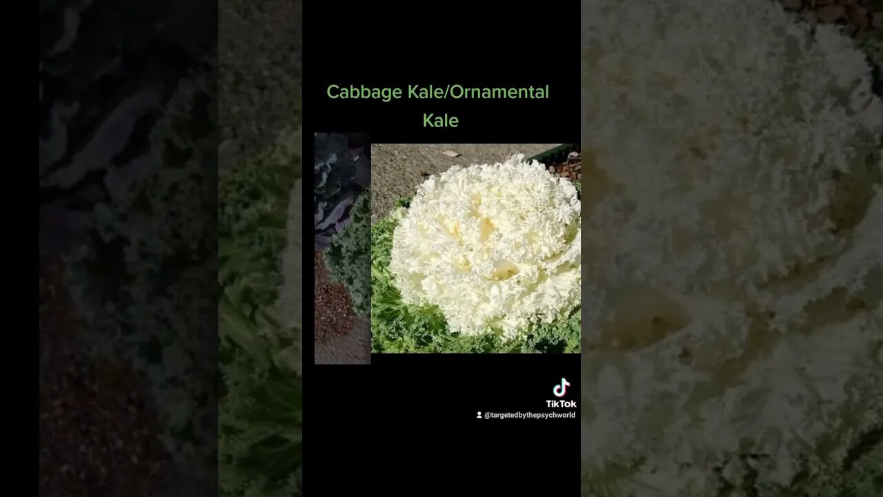 Ornamental Kale
