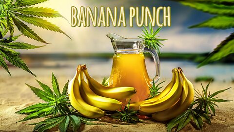 BANANA PUNCH STRAIN BREAKDOWN // JKDISTRO