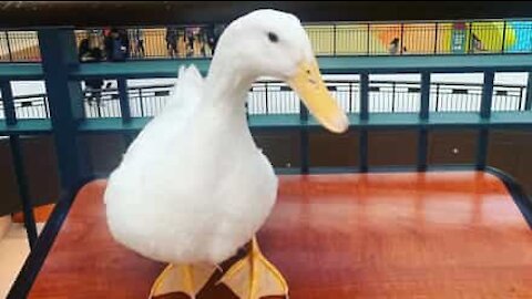 Un canard fait pour jouer de la batterie