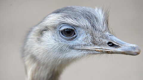 Awesome Facts About Ostrich