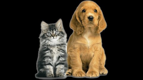 Let this adorable Golden Retriever family with 13 puppies cheer you up | Crater Club